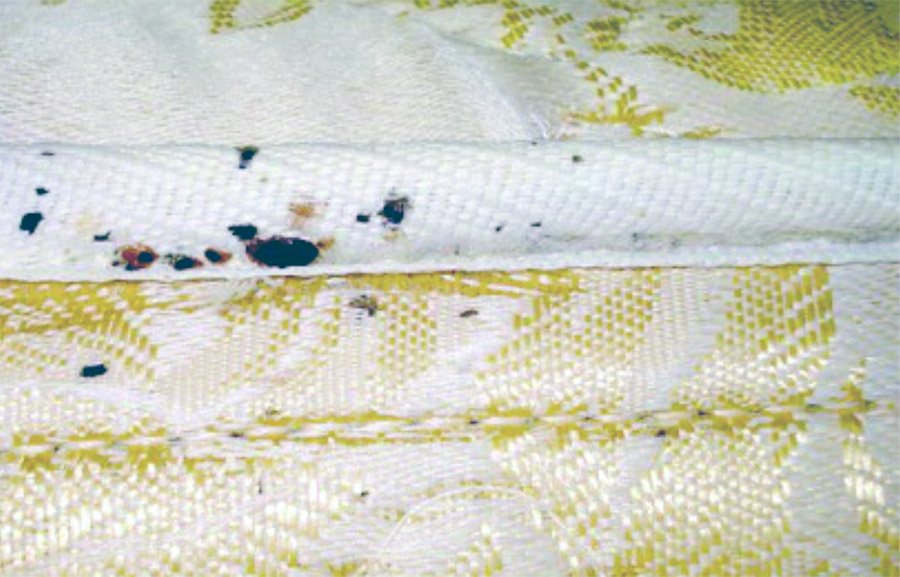 Bed bugs shells